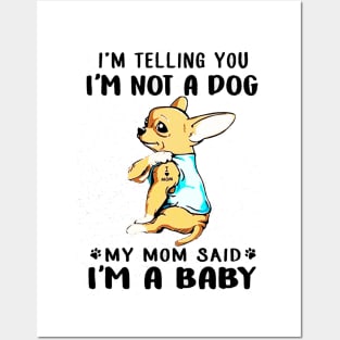 A Baby Cute Chihuahua Posters and Art